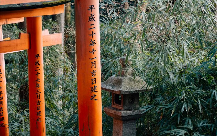Article Image for A Guide to Japanese Forest Bathing
