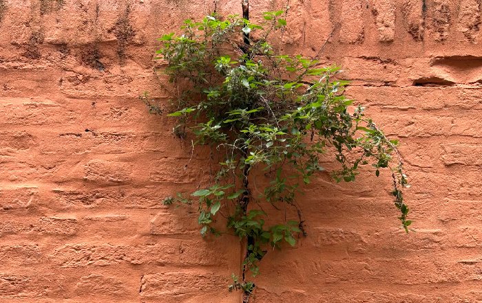 Article Image for Building Resilience Through Daily Practices