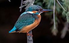 Article Image for Lifestyle Decisions for a Lower Ecological Footprint