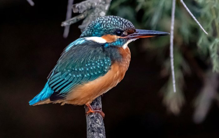 Article Image for Lifestyle Decisions for a Lower Ecological Footprint