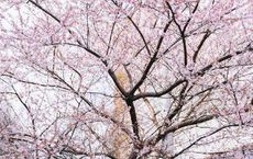 Article Image for Lifestyle Habits for Boosting Immunity