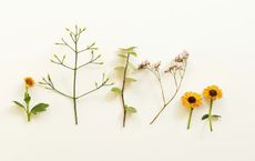 Article Image for The Return of Botanical Medicine