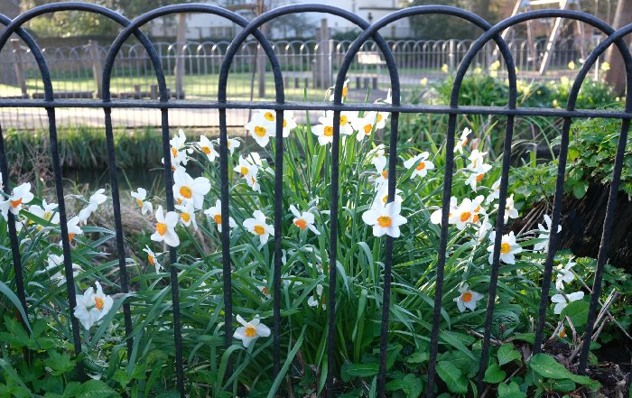 Article Image for Urban Gardening as a Tool for Mental Peace