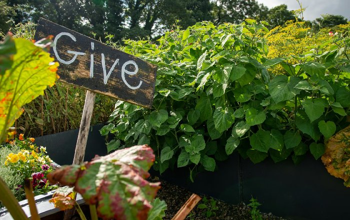 Article Image for Urban Gardening for Mental Wellbeing
